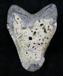Bargain Megalodon Tooth - North Carolina #28331-1